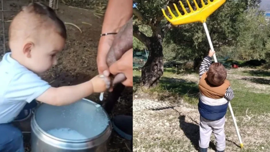 Κρήτη: Viral ο πιτσιρικάς που μαζεύει ελιές και αρμέγει πρόβατα