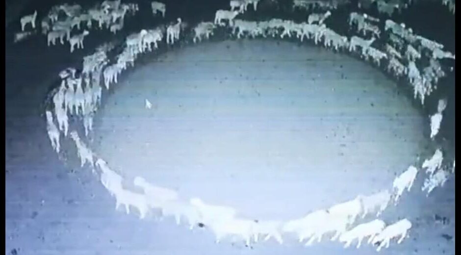 Ατέλειωτους κύκλους κάνουν εδώ και 14 μέρες πρόβατα στην Κίνα [Βίντεο]