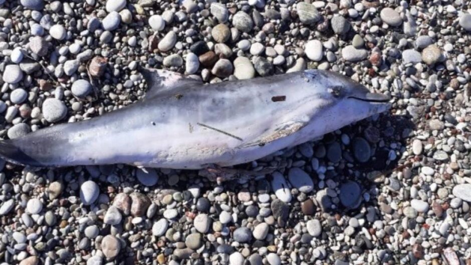 Ρόδος / Ξεβράστηκε νεκρό νεογέννητο δελφίνι σε παραλία