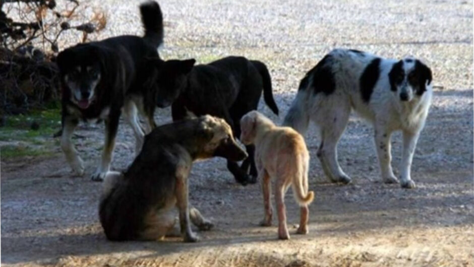 ΔΠΘ: Τμήμα αναστέλλει τη λειτουργία του λόγω επίθεσης σκύλων σε φοιτήτριες – Τι λέει ο πρόεδρος