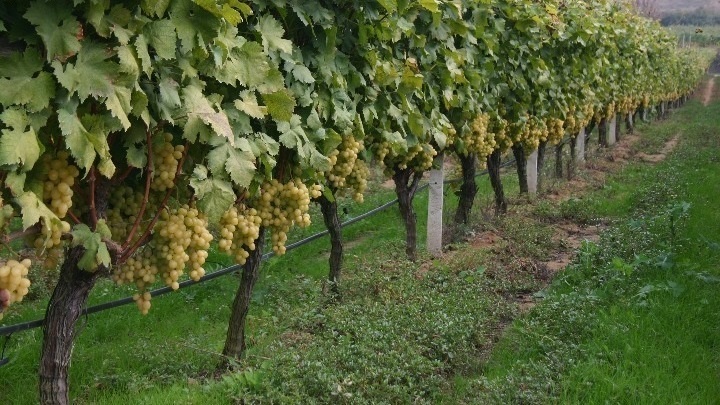 Συρρικνώνεται ο ελληνικός αμπελώνας – Μείωση 65.000 στρεμμάτων την τελευταία 10ετία