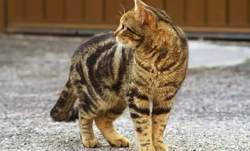 Υιοθεσία κατοικιδίων: Ποιες οι προϋποθέσεις και το κόστος φροντίδας τους