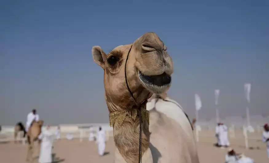 Παγώνη: Τι ανησυχεί για τον «ιό της καμήλας»: «1 στους τρεις που νοσεί καταλήγει» – Πώς γίνεται η μετάδοση