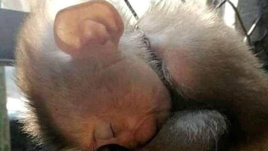 Ιστορίες χωρίς φωνή / Οι μεγάλες καμπάνιες για τα δικαιώματα των ζώων