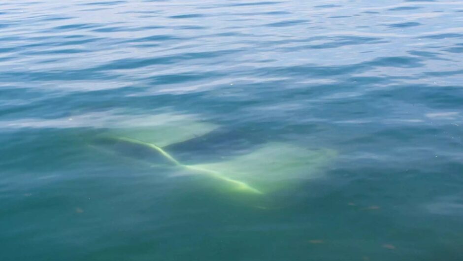 Αίγινα: Θρίλερ για τη διάσωση γυναίκας που έπεσε με αυτοκίνητο στη θάλασσα λιμανιού