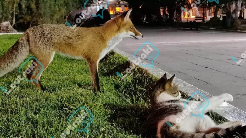 Λουτράκι: Αχώριστες φίλες – Γάτα και αλεπού αράζουν στο παραλιακό πάρκο