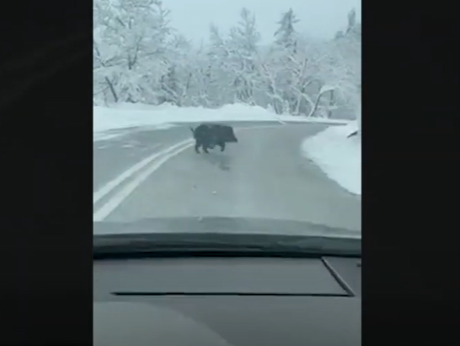 «Ντού» από αγριογούρουνα στο δρόμο έξω από το Περτούλι