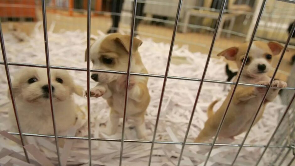 Αμαλιάδα: Πρόστιμο – μαμούθ 249.300 ευρώ σε 72χρονο που εγκατέλειψε νεογέννητα κουτάβια σε δάσος