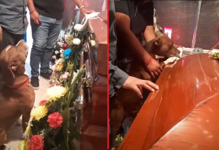 Το σπαραχτικό αντίο ενός σκύλου στην κηδεία του ιδιοκτήτη του