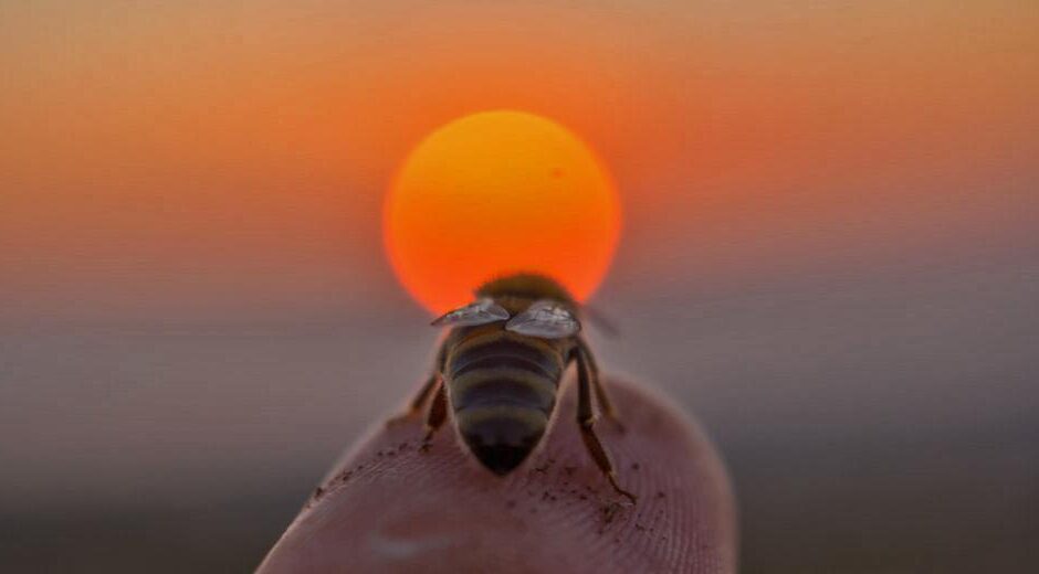 Η έλλειψη επικονιαστών υπεύθυνη για 500.000 πρόωρους θανάτους ετησίως