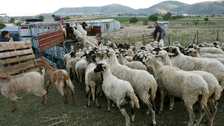 Η Ομοσπονδία κτηνοτρόφων και κτηνοτροφικών συλλόγων Θεσσαλίας για την ανακοίνωση του ΙΝΚΑ