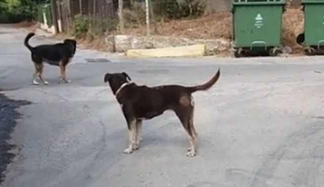 Αδέσποτα σκυλιά κατασπάραξαν ζώα σε χωριό των Τρικάλων