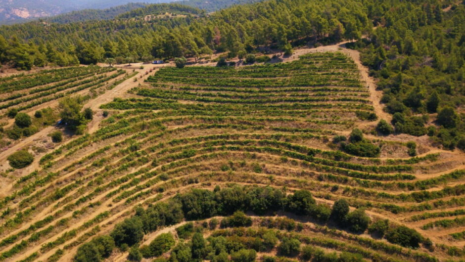 Αναγεννάται ο μεγαλύτερος βιολογικός αμπελώνας της Ελλάδας κι ένας από τους μεγαλύτερους στην Ευρώπη