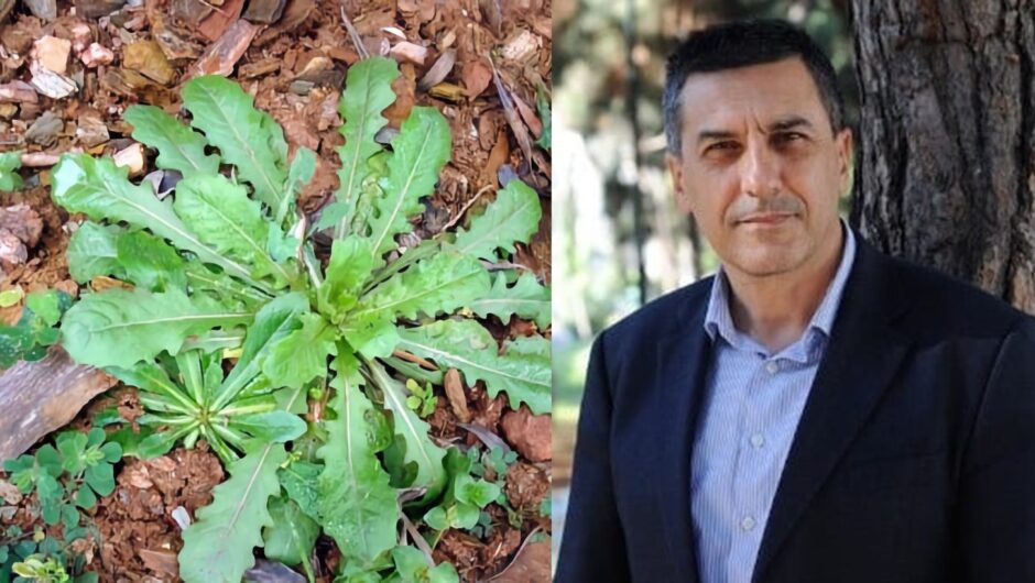 Κουρέτας: Αυτό είναι το… ταπεινό superfood που μπορεί να βρει κανείς παντού στην ύπαιθρο – Από τα ισχυρότερα αντιοξειδωτικά στο πλανήτη!