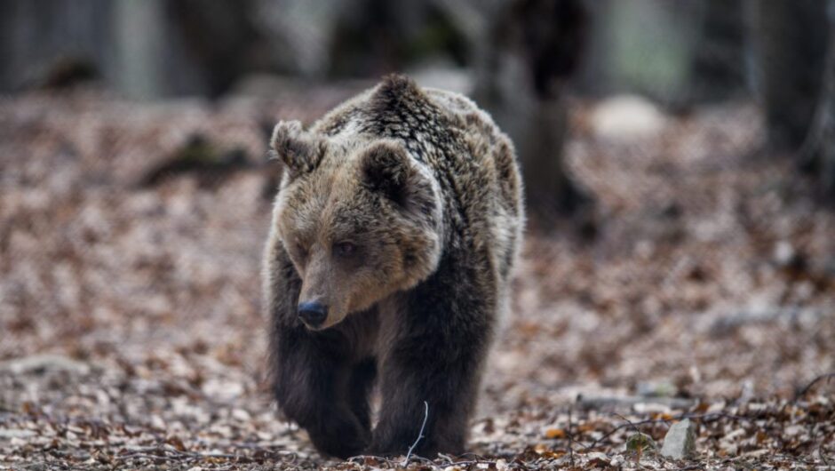 Καφέ αρκούδα στην Ελλάδα: Τι αποκαλύπτει η ανάλυση DNA στους πληθυσμούς των τριών Εθνικών Πάρκων