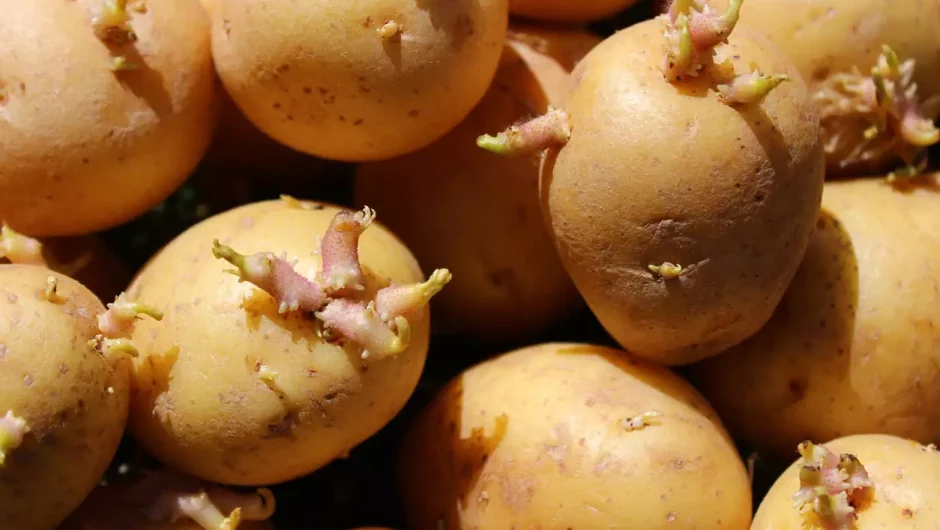 Γιατί οι πατάτες με φύτρες μπορεί να είναι επικίνδυνες για κατανάλωση: Τι μπορείτε να κάνετε