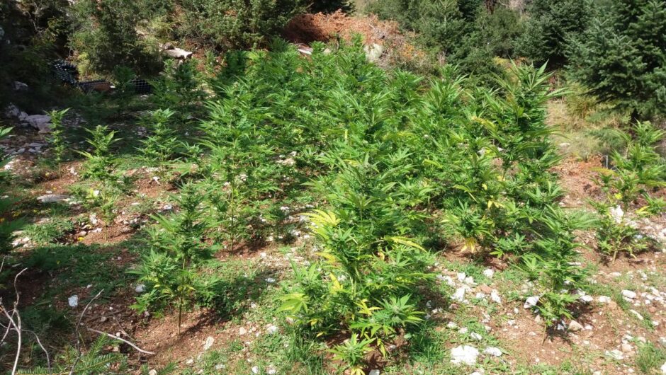 Λάρισα: Στη φυλακή ο 27χρονος τσιλιαδόρος για τη χασισοφυτεία στο Σκλήθρο – Εκτός από χασισόδεντρα καλλιεργούσαν και… ζαρζαβατικά!
