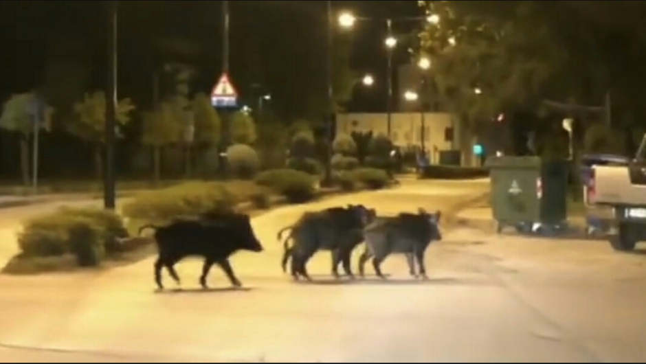 Λάρισα: Αυτοκίνητο συγκρούστηκε με αγριογούρουνο