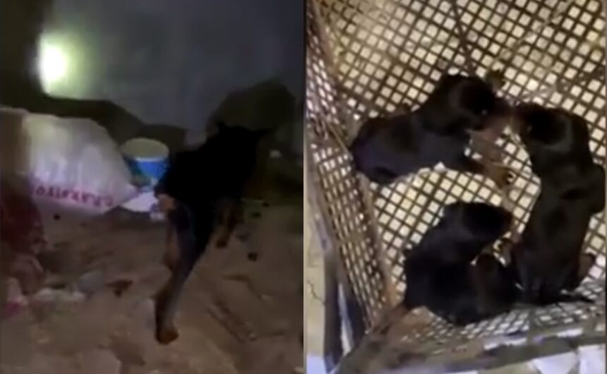 Σκυλίτσα με τα κουτάβια της σώθηκαν από τα χαλάσματα 28 μέρες μετά τον σεισμό στην Τουρκία