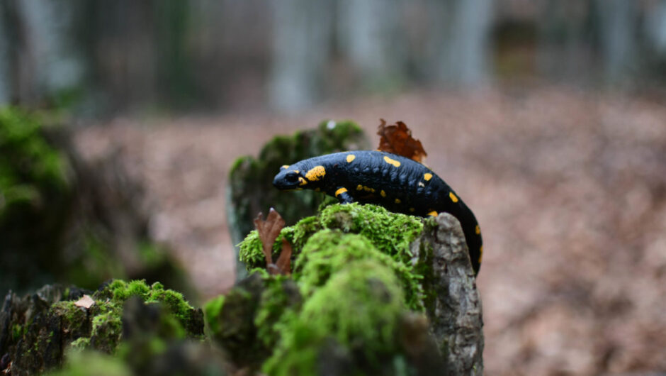 Όμορφες εικόνες από τον Κίσσαβο