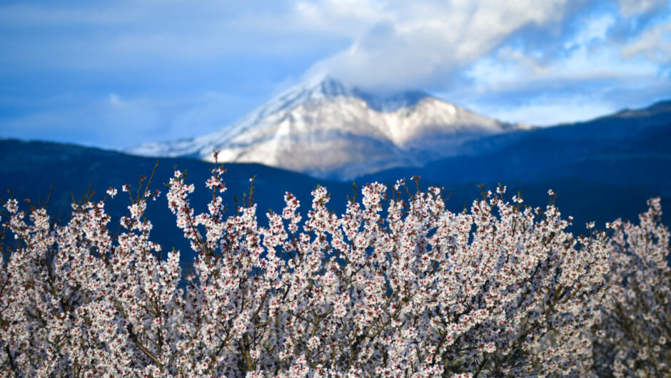 Ανθισμένες αμυγδαλιές και χιονισμένος Κίσσαβος – Μαγικές εικόνες