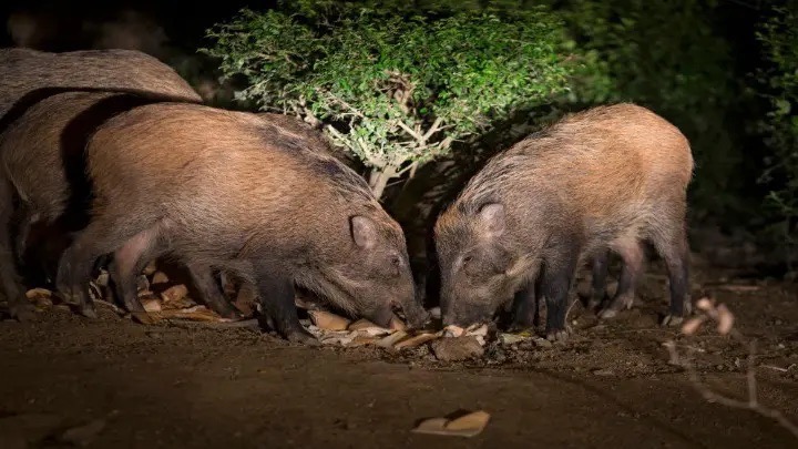 Απέφυγε τα χειρότερα σε …συνάντηση με αγριογούρουνα