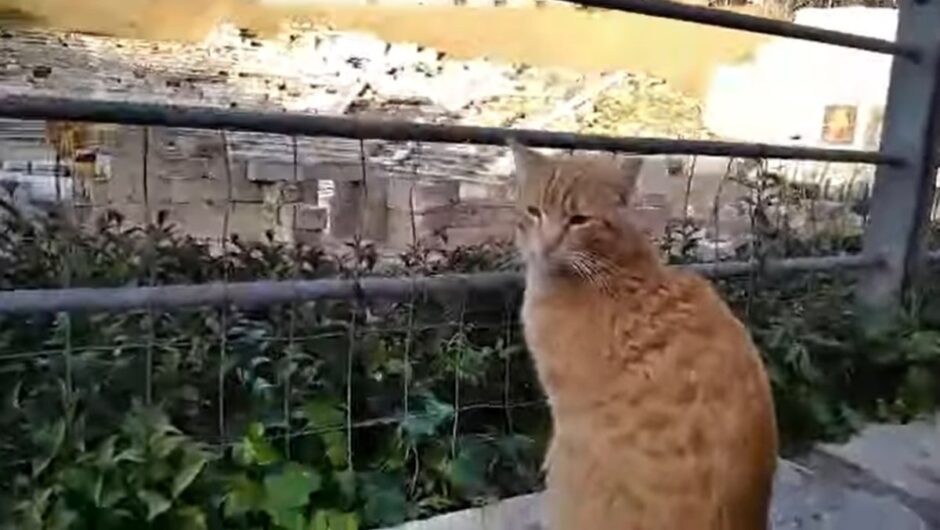 Η… σταρ του Αρχαίου Θεάτρου Λάρισας (βίντεο)