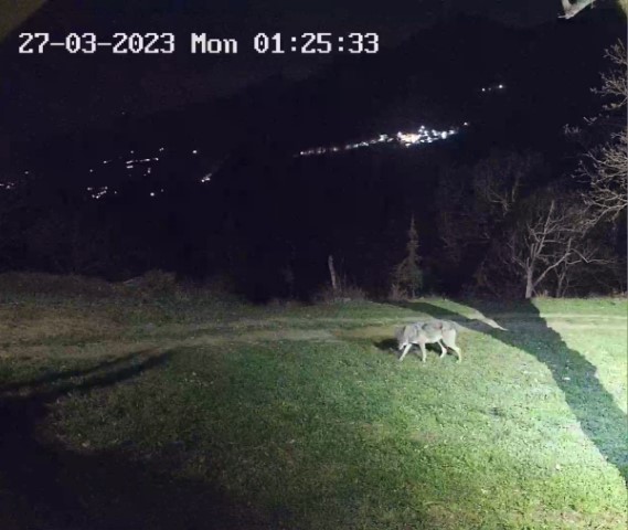 Χορεύοντας (… ξανά) με τους λύκους στην Ελάτη (βίντεο)