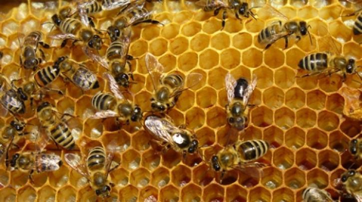 Τμήμα Αγροτικής Πολιτικής ΣΥΡΙΖΑ-ΠΣ: «Ο θάνατος» της Μελισσοκομίας στα χρόνια της διακυβέρνησης της ΝΔ