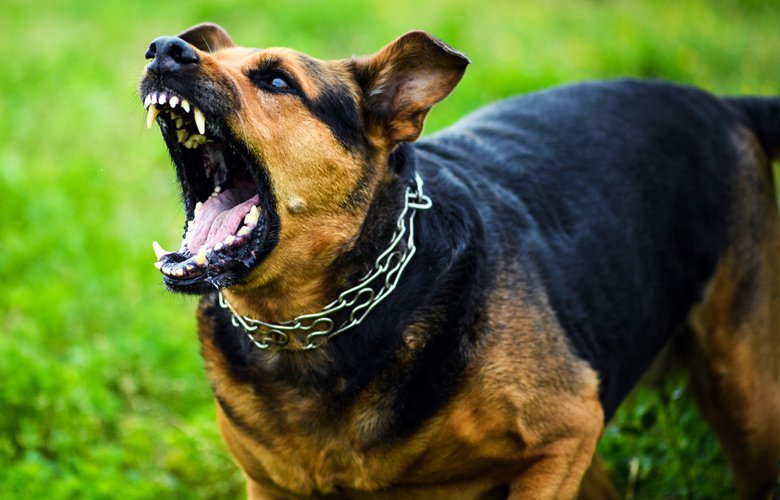 Τραγωδία στα Άνω Λιόσια: Αγέλη σκύλων κατασπάραξε 68χρονη – Συνελήφθη ο ιδιοκτήτης