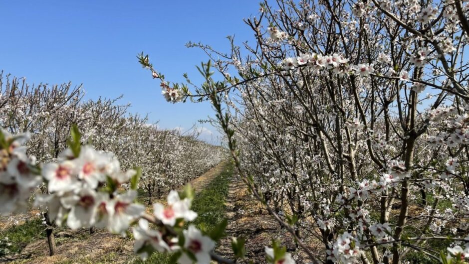 Γκουντάρας – Γάτσας: Αδικημένοι, όσο ποτέ στο παρελθόν, οι αμυγδαλοπαραγωγοί των Δήμων Αγιάς και Ελασσόνας