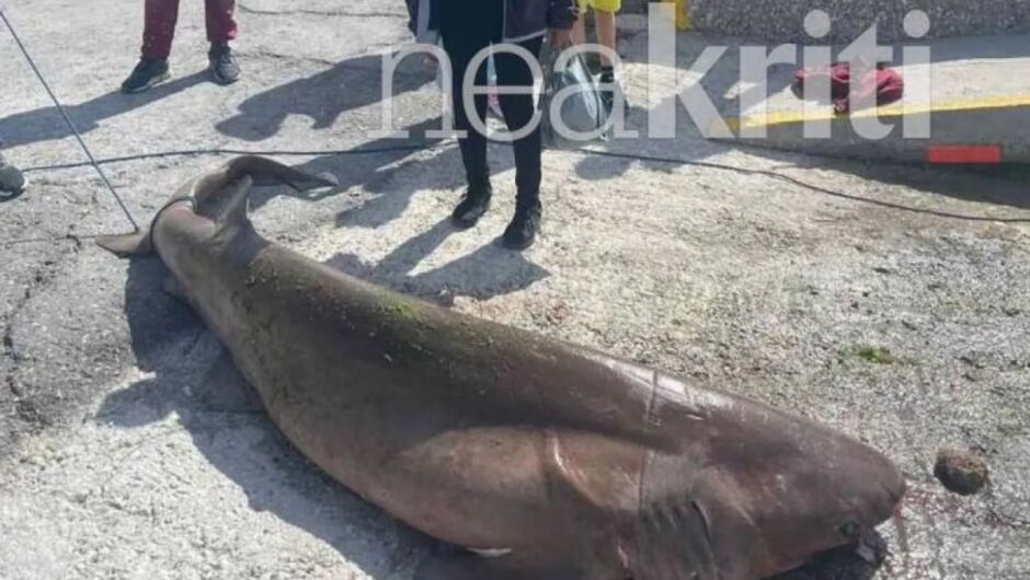 Κρήτη: Καρχαριοειδές 200 κιλών στα δίχτυα ψαράδων στην Ιεράπετρα
