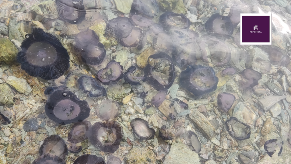 «Μαύρισαν» οι παραλίες του Παγασητικού – Κοπάδια από μέδουσες