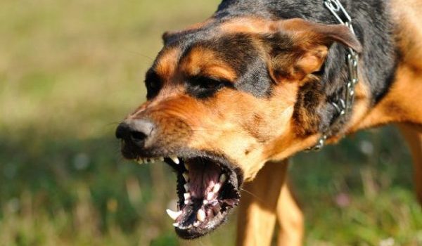Κρήτη: Αγέλη σκύλων κατασπάραξε κουνέλια σε μαντρί – Στο νοσοκομείο ο κτηνοτρόφος από το σοκ
