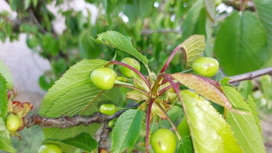Ζημιές από το χαλάζι στο Δήμο Αγιάς