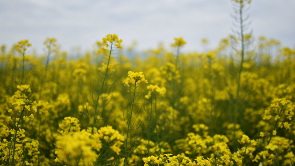 «Οργιάζει» η φύση στη Νίκαια (φωτ.)