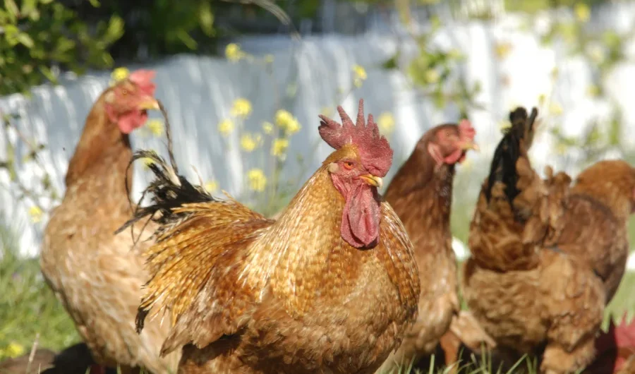 «Τέλος» το χωριό όπως το ξέραμε μετά το πλαφόν σε κότες, πρόβατα, κουνέλια