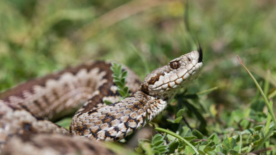 Θεσσαλονίκη: Αναφυλακτικό σοκ υπέστη η 39χρονη ερπετολόγος μετά το δάγκωμα της οχιάς