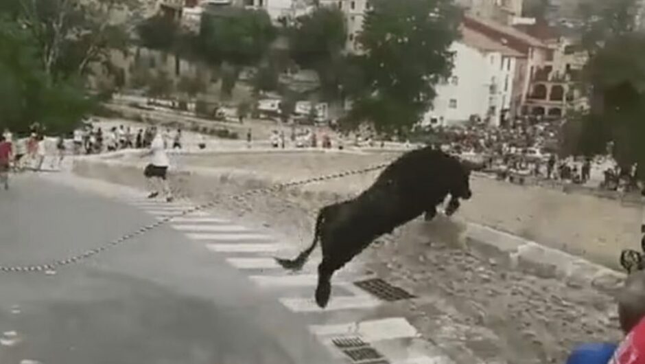 Ταύρος πήδηξε στο κενό από ύψος 15 μέτρων