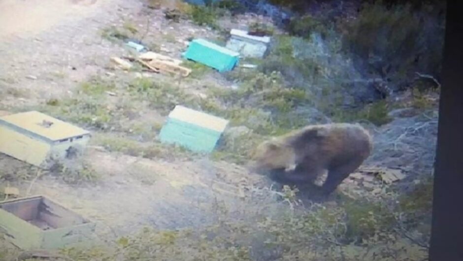 Χαλκιδική: Αρκούδα «σαρώνει» τα μελίσσια – Πονοκέφαλος για τους παραγωγούς