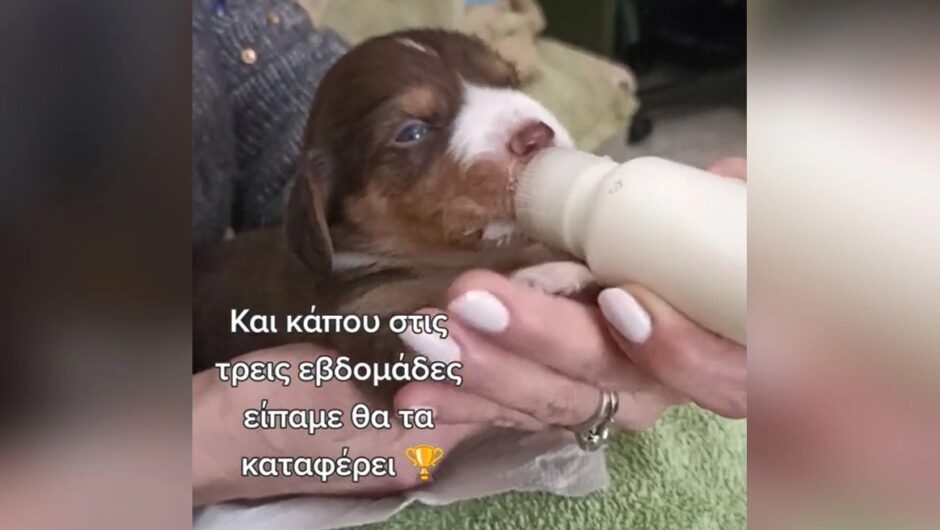 Η συγκινητική ιστορία του Φρόστι από τη Λάρισα, του αγαπημένου κουταβιού του Tik Tok που βρέθηκε σε κάδο σκουπιδιών (βίντεο)