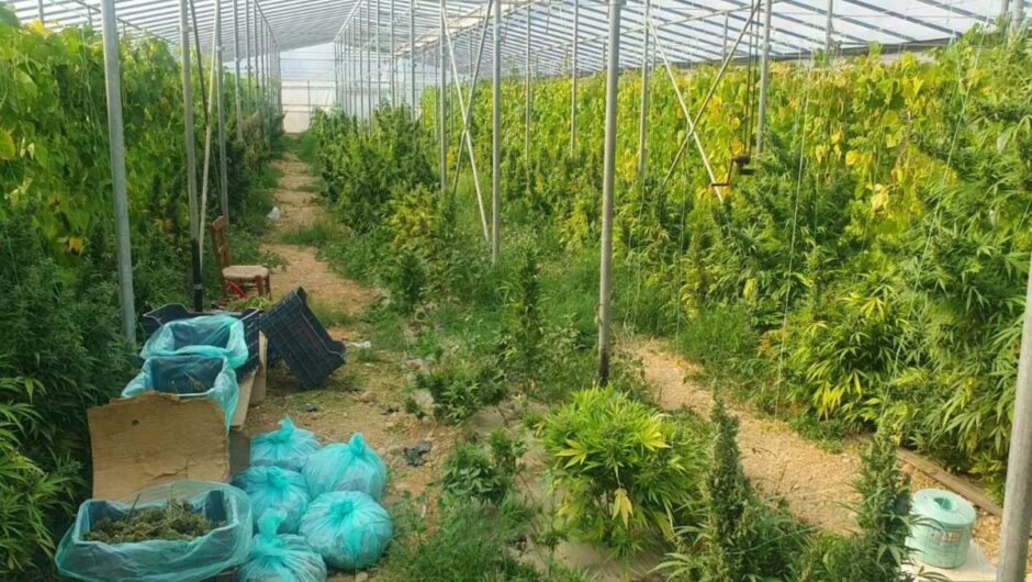 Κέρδος άνω του 1 εκατ. ευρώ για τα δύο αδέρφια με τις χασισοφυτείες στα θερμοκήπια