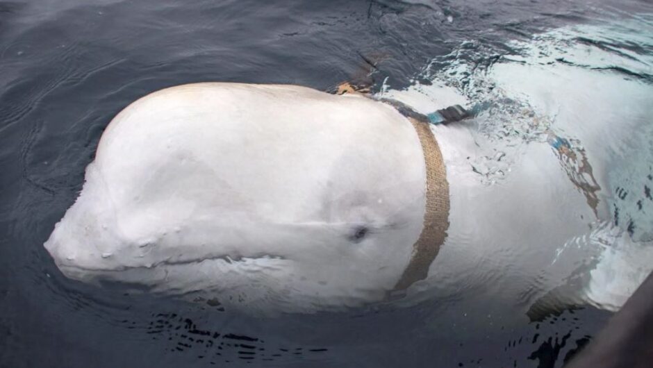 Επανεμφανίστηκε η φάλαινα που θεωρήθηκε κατάσκοπος της Ρωσίας