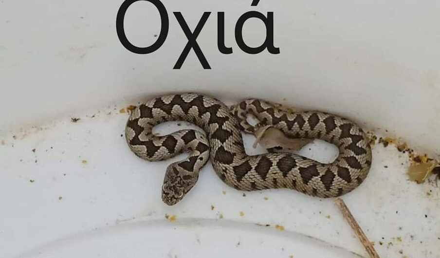 Φ Ι Δ Ι Α του τόπου μας