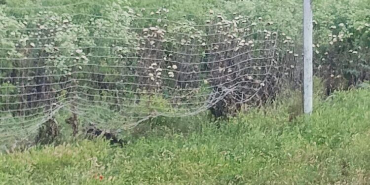 Δήμος Τεμπών: Κι όμως αυτό είναι… γήπεδο! (ΦΩΤΟ)