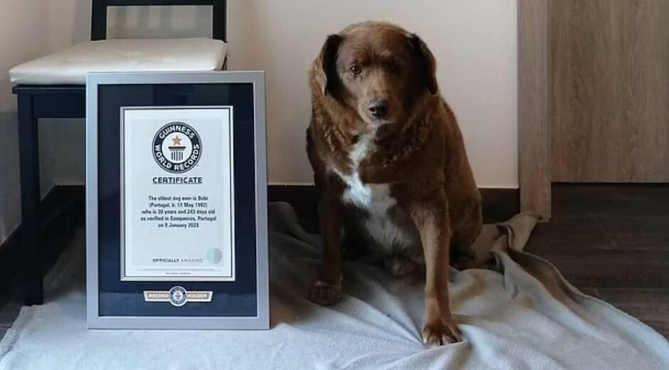 Ο γηραιότερος σκύλος στον κόσμο έγινε 31 ετών!