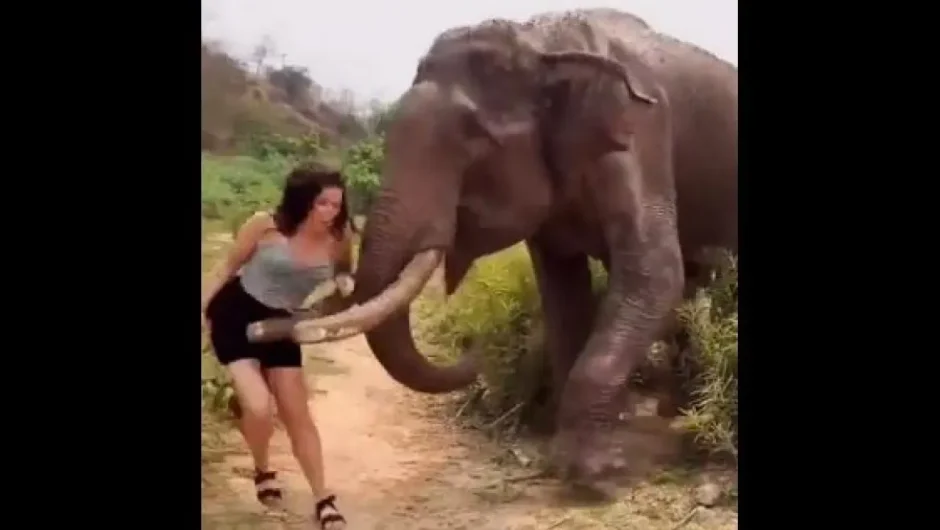 Ινδία: Τουρίστρια «έπαιξε» με έναν ελέφαντα και τις μπανάνες του και… την πήρε και τη σήκωσε – Δείτε βίντεο