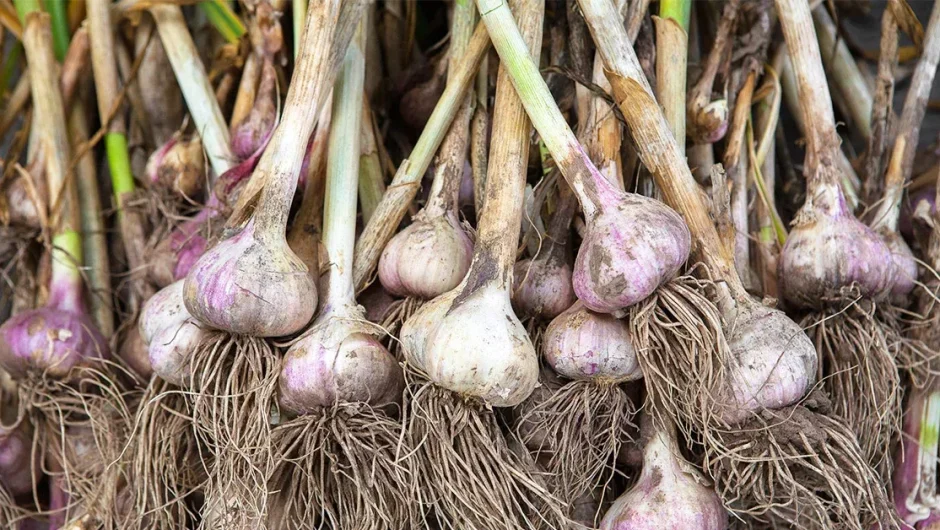 ΕΛΛΗΝΙΚΟ ΣΚΟΡΔΟ: ΤΑ ΕΚΠΛΗΚΤΙΚΑ ΟΦΕΛΗ ΓΙΑ ΤΗΝ ΥΓΕΙΑ