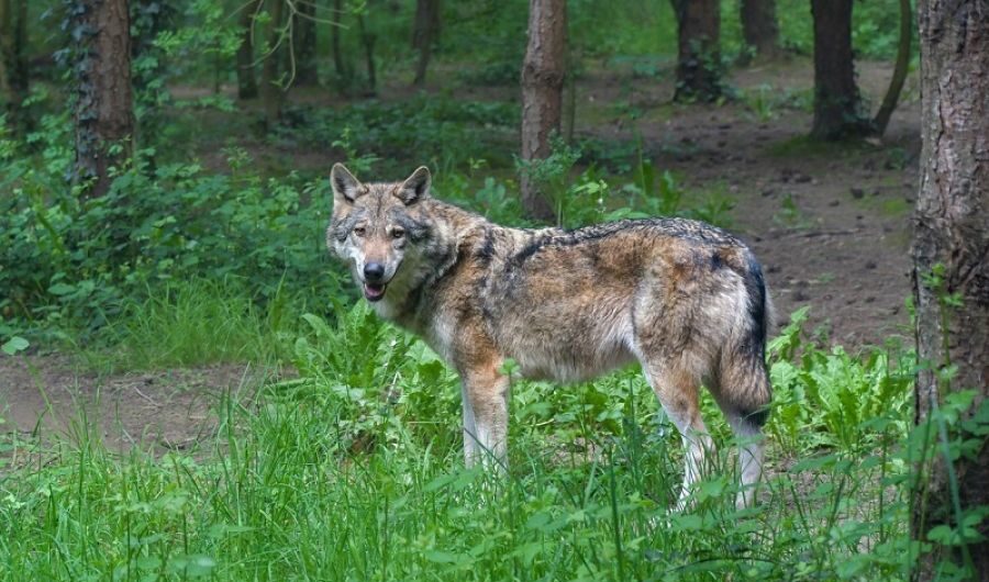 Εθεάθη λύκος σε περιοχή κοντά στο Δομένικο και το Αμούρι Ελασσόνας