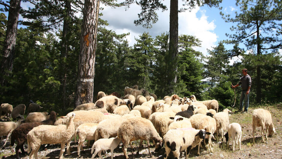 Επιστολή της Ομοσπονδίας κτηνοτρόφων και κτηνοτροφικών συλλόγων Θεσσαλίας στον Λ. Αυγενάκη